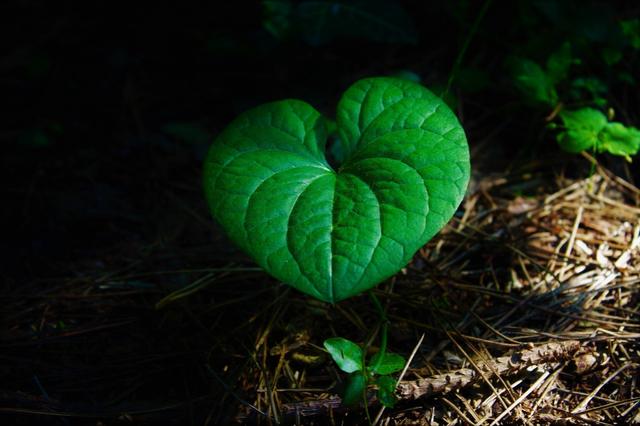 heart of nature