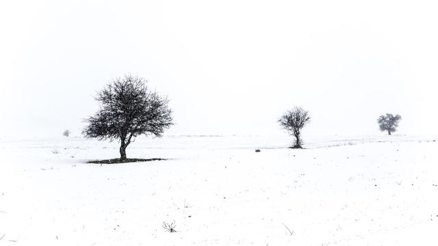 3 ağaç