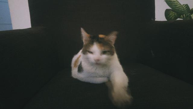 Taşkışlalı Kedi III