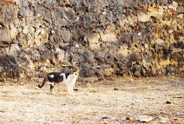 Alanyalı Kedi