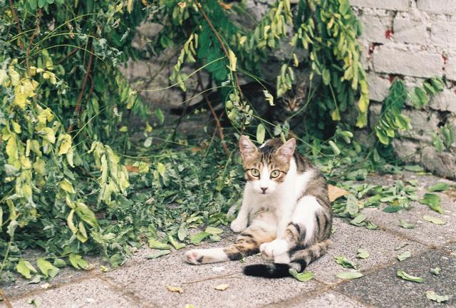 Modalı Kedi