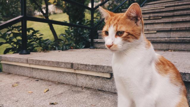 Maçkalı Kedi