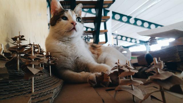 Taşkışlalı Kedi II