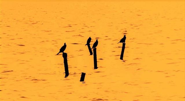 Birds and Lake