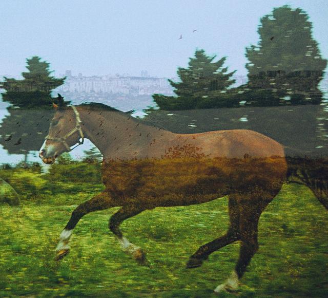 'Harmonia' - Magie des Chevaux