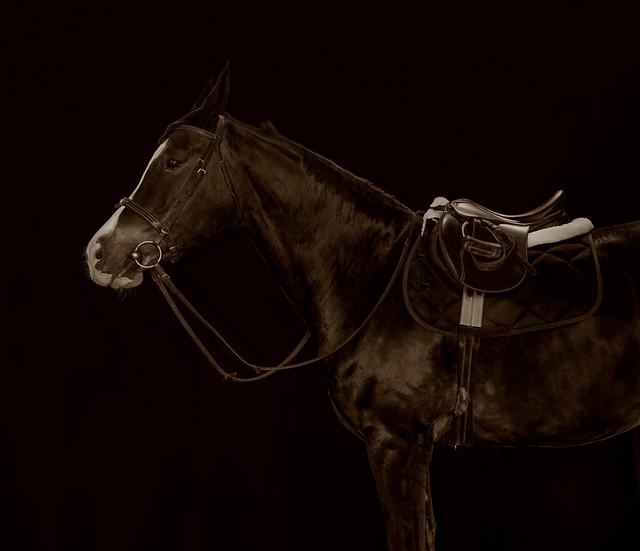 'Yaş' - from BOLDER HORSES